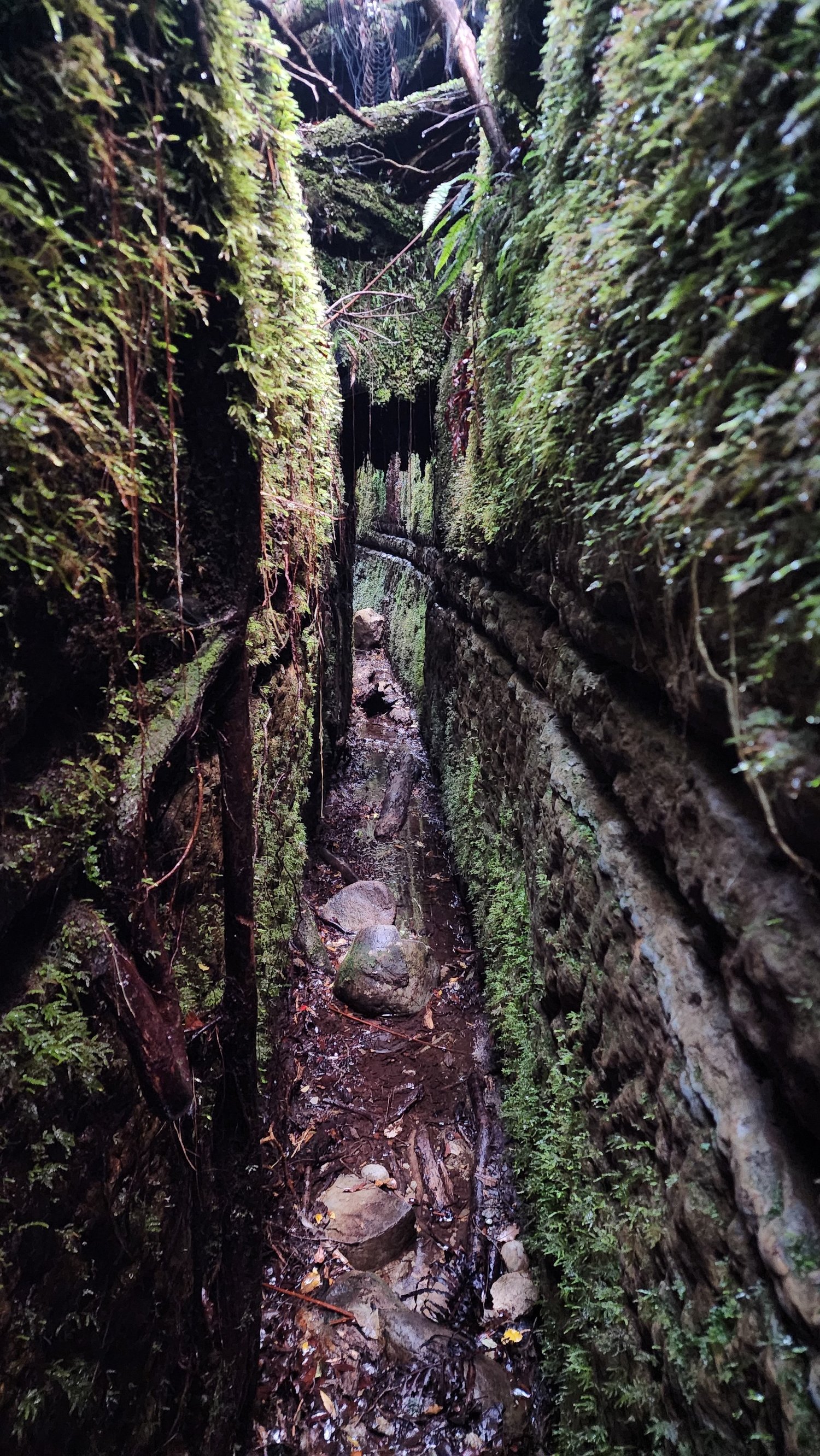 Deep moss-covered rock-cut passage on Blue Spur Bushwalk