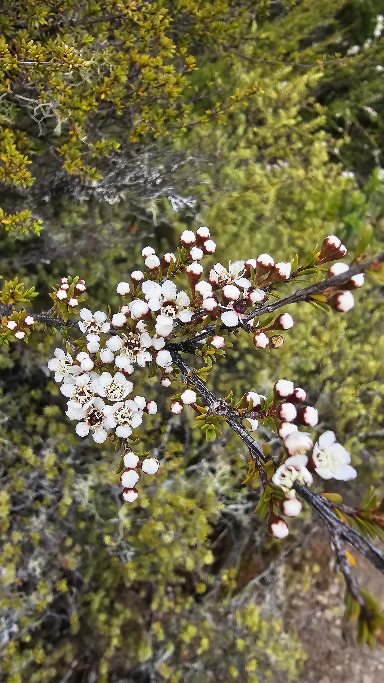 Close-up of white mānuka flowers along the trail