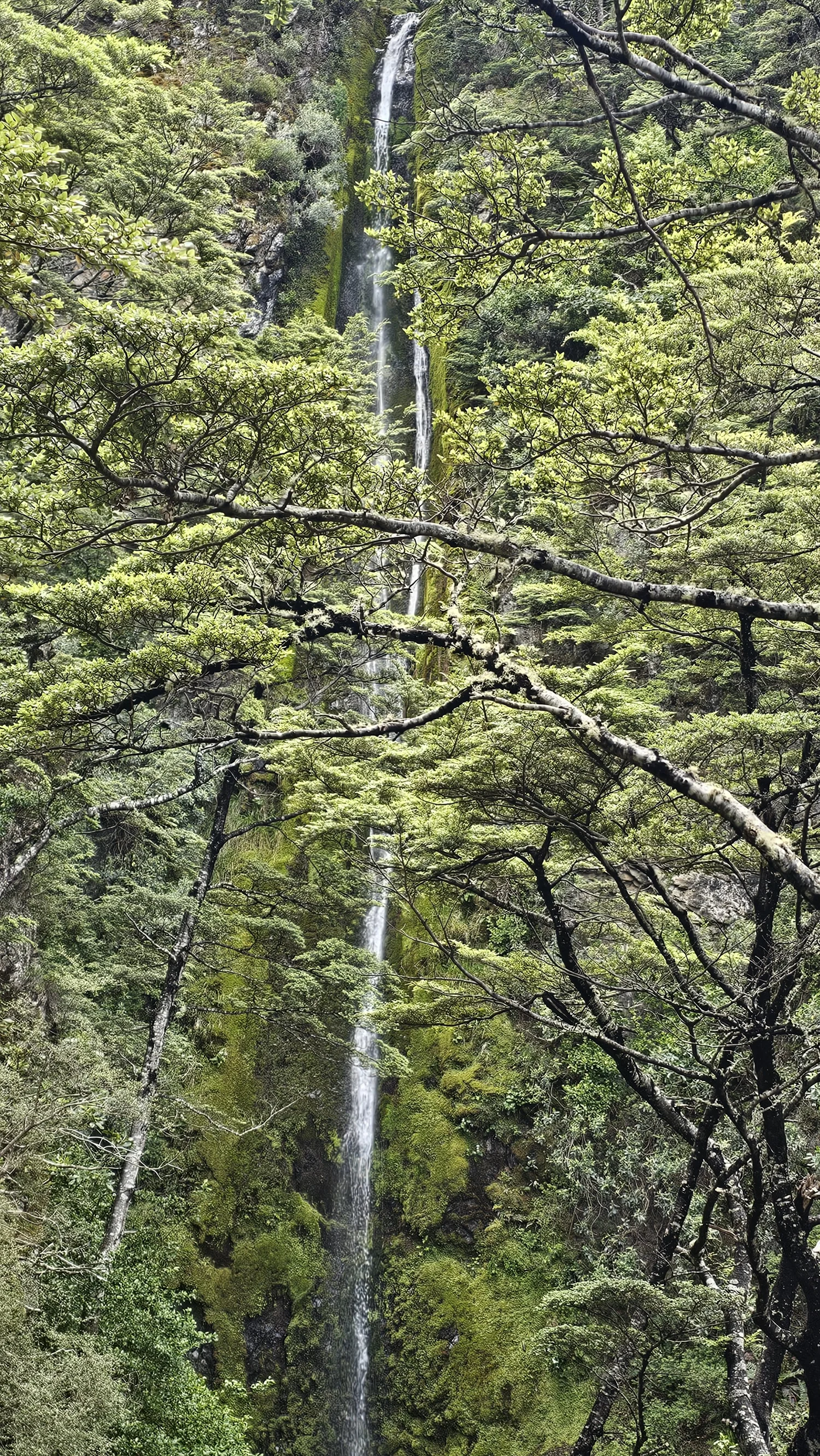 Dog Stream Falls in Hanmer Forest Park