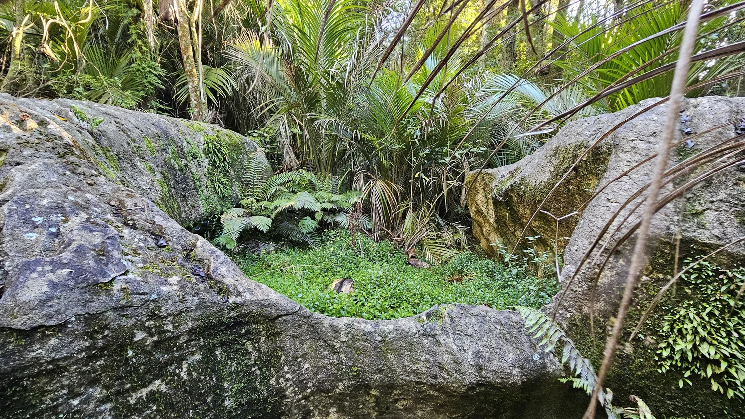 Water-shaped limestone formations at The Grove Scenic Reserve