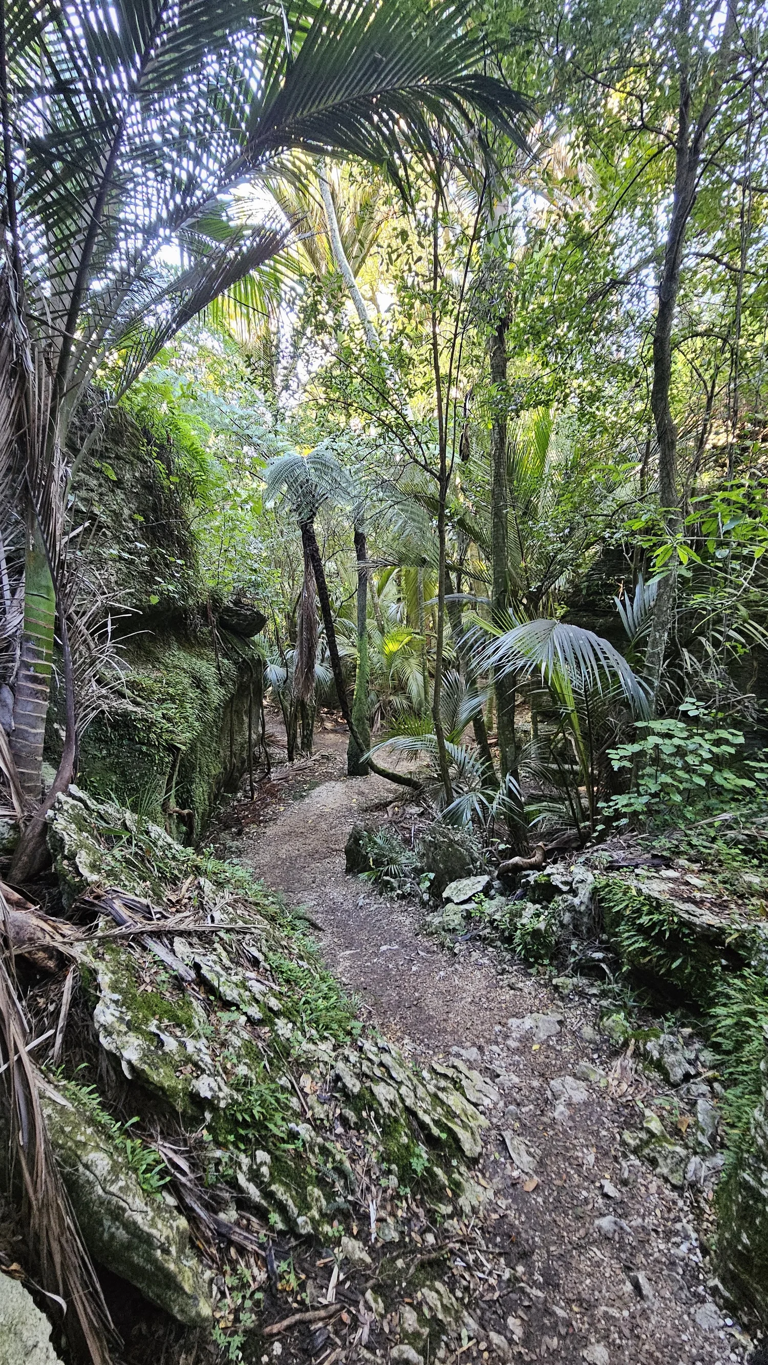 Nīkau palms growing through the forest at The Grove Scenic Reserve