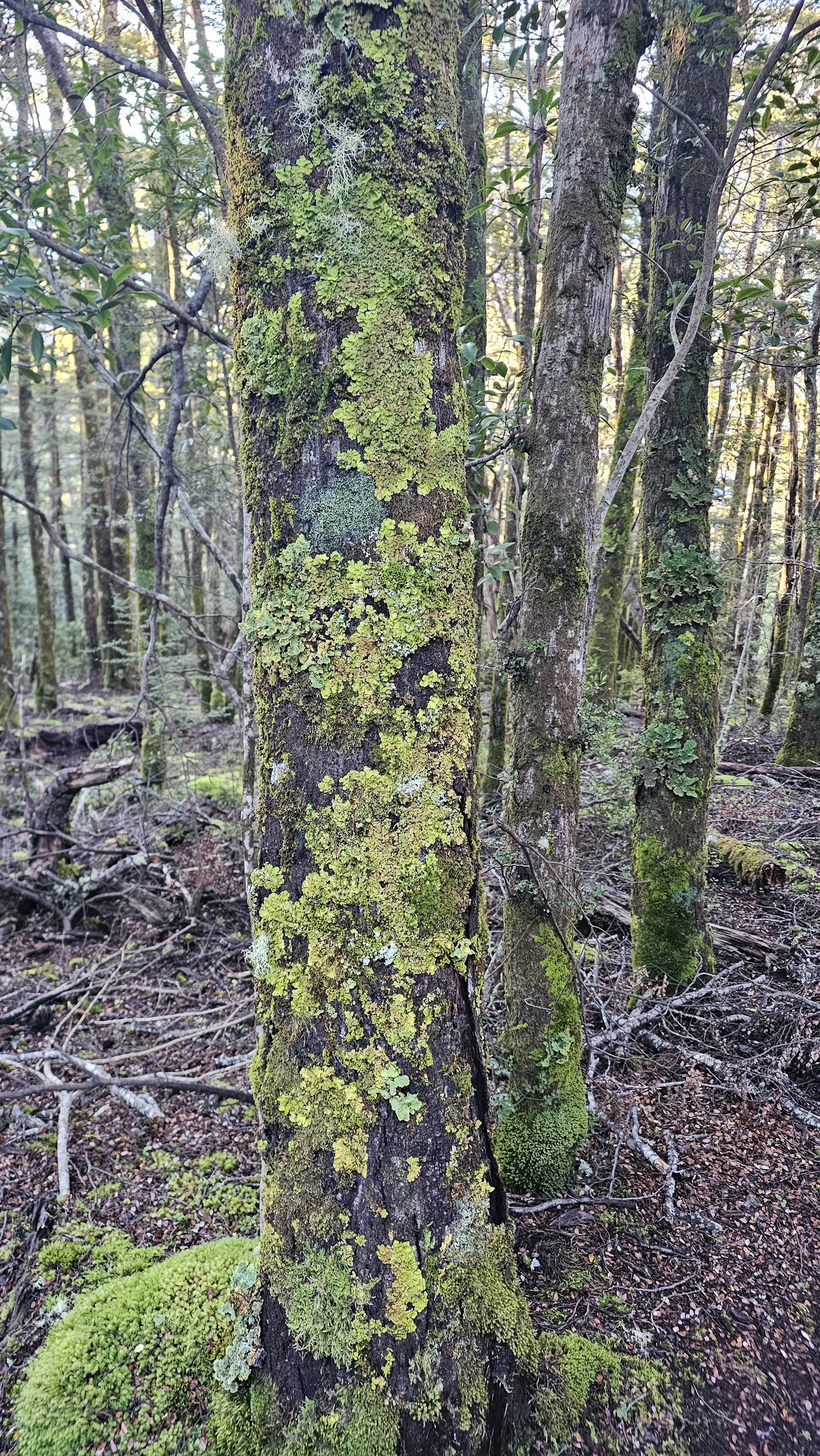 Forest background from the Bealey Spur walk