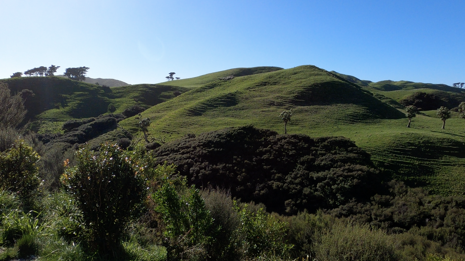 Green farmland on the Wharariki Beach Track