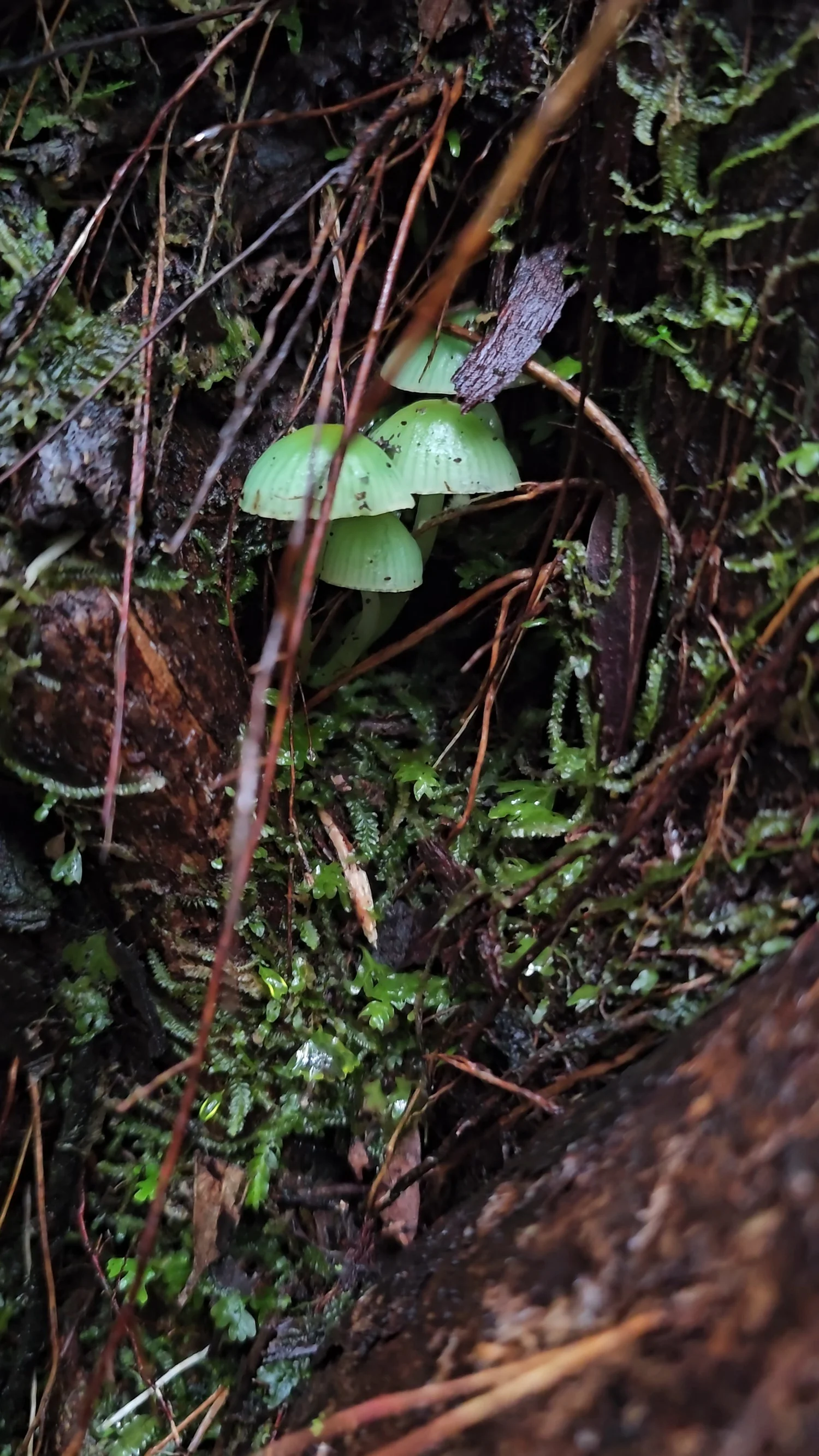 Small green mushrooms growing in wet forest at Blue Spur