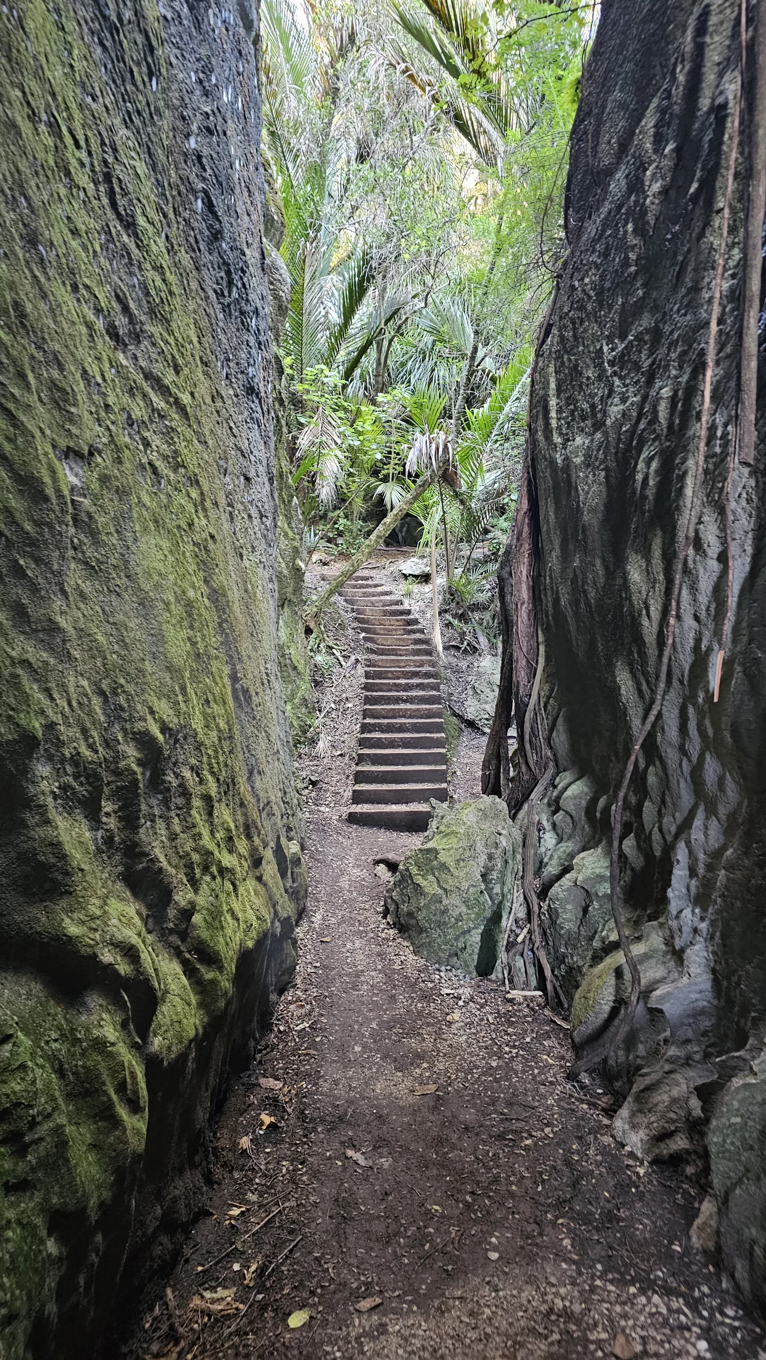 Narrow limestone passage inside The Grove Scenic Reserve