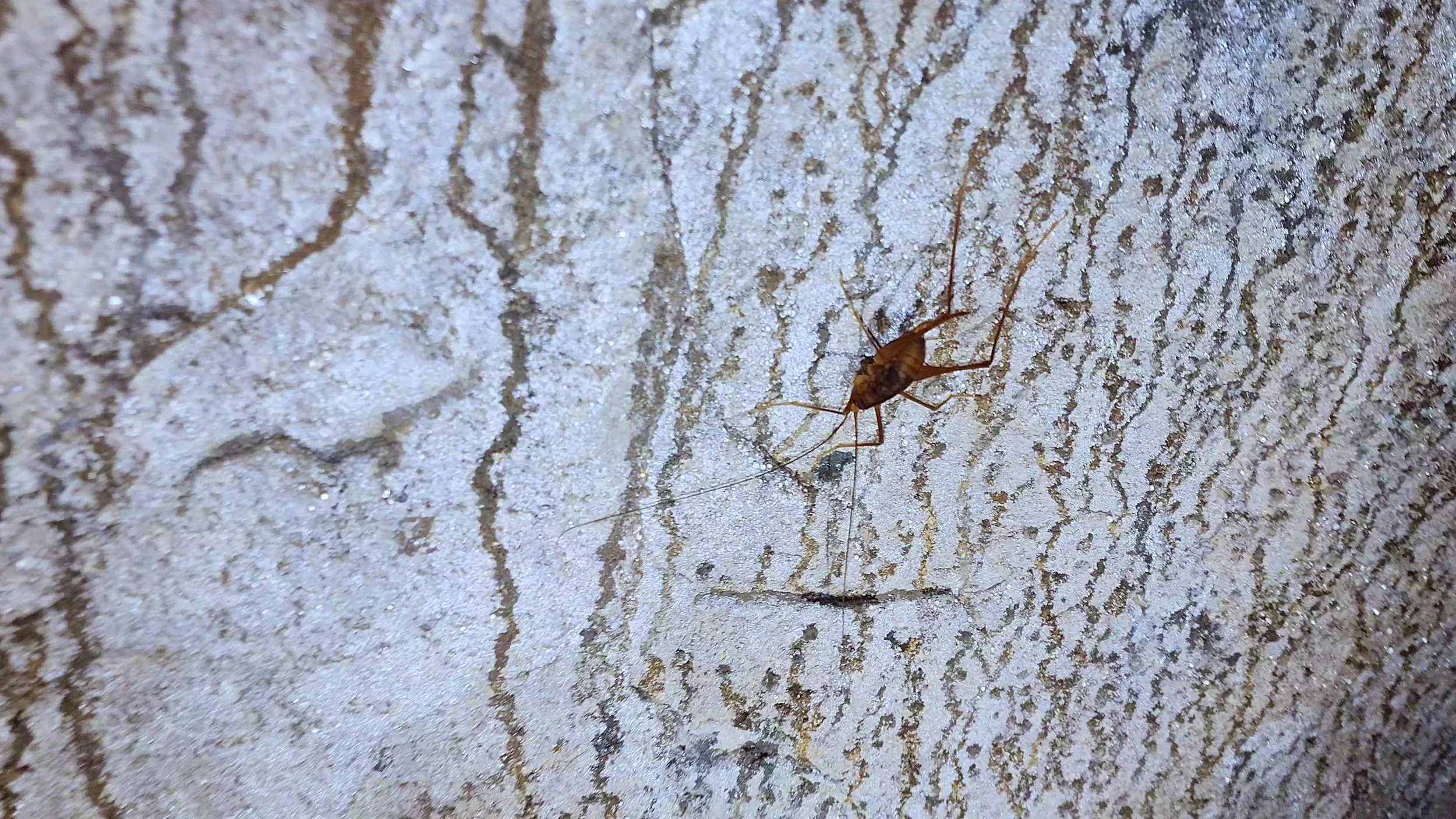 The wētā we found at Tunnel Terrace
