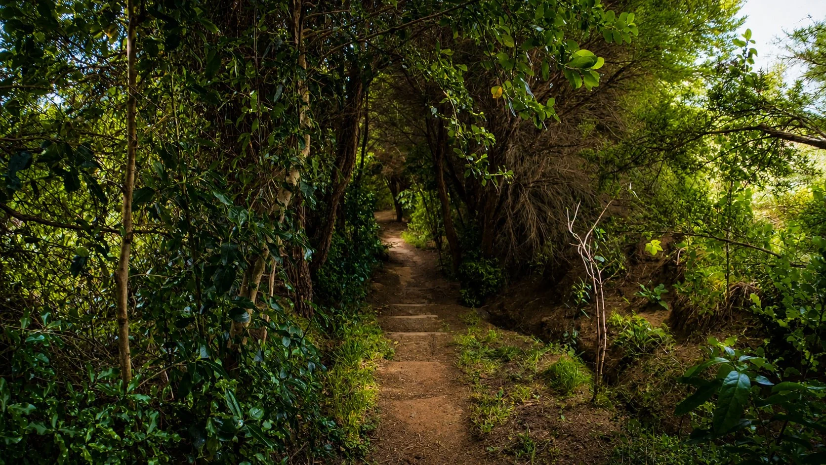 Walking through native bush in Hinewai Reserve