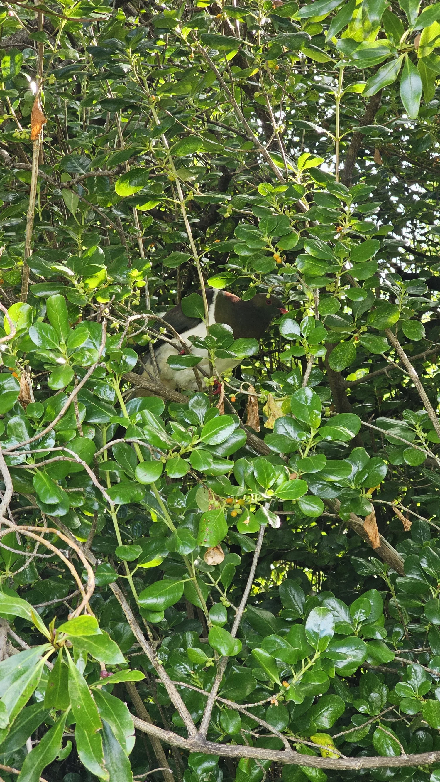 Kererū near our Gore Bay picnic spot