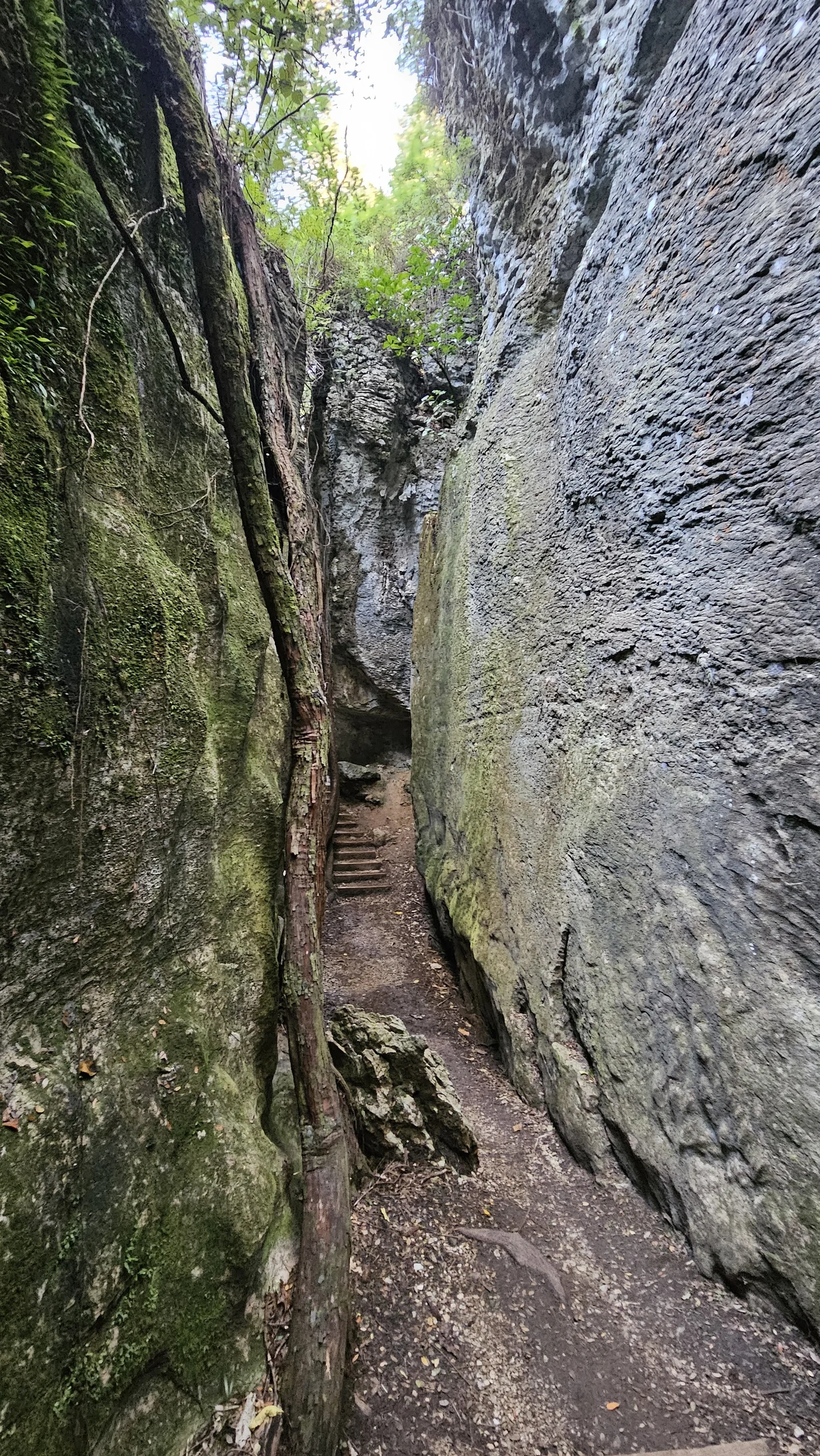 Tall limestone corridor at The Grove Scenic Reserve