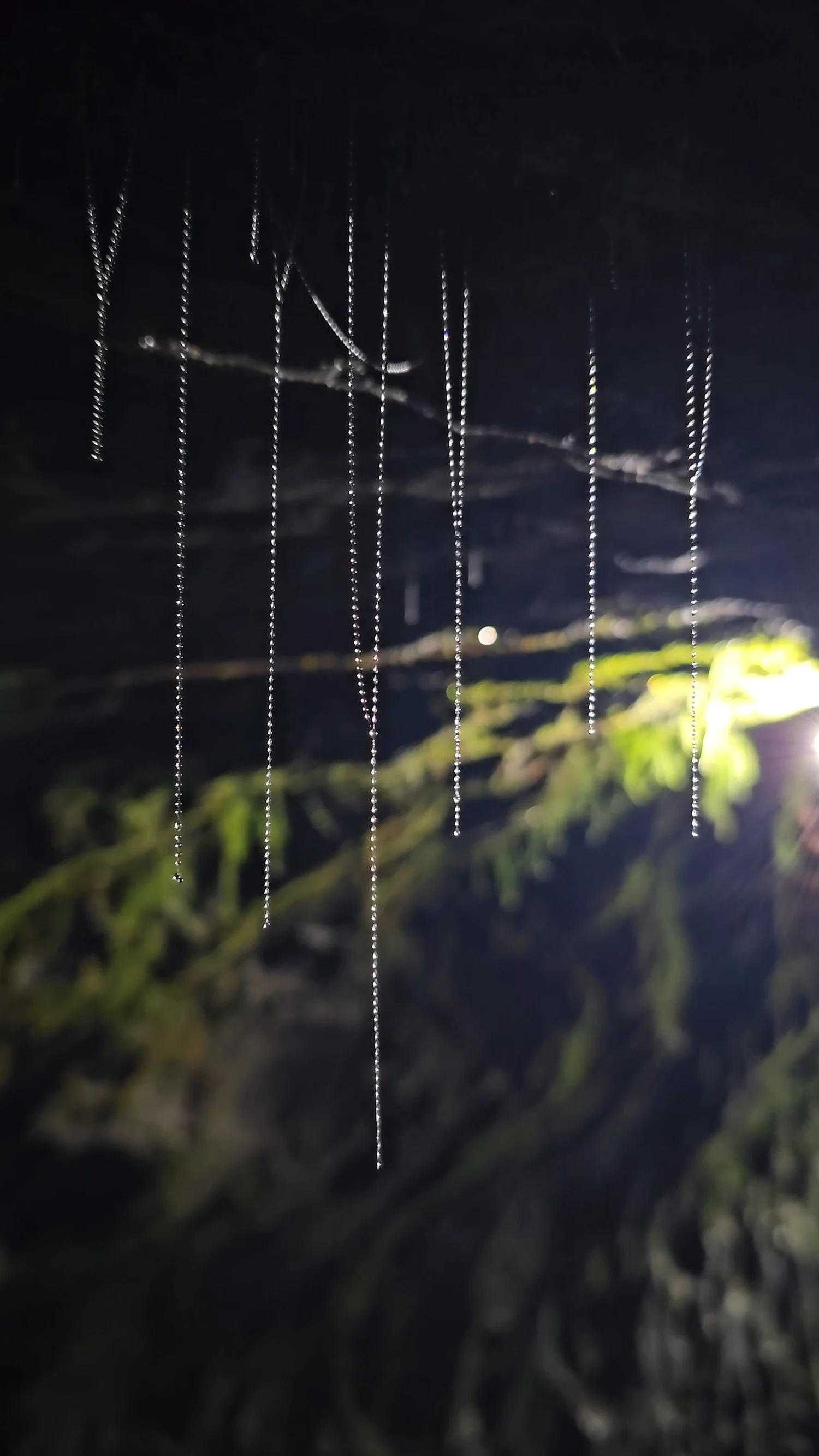 Glowworm threads inside Tunnel Terrace