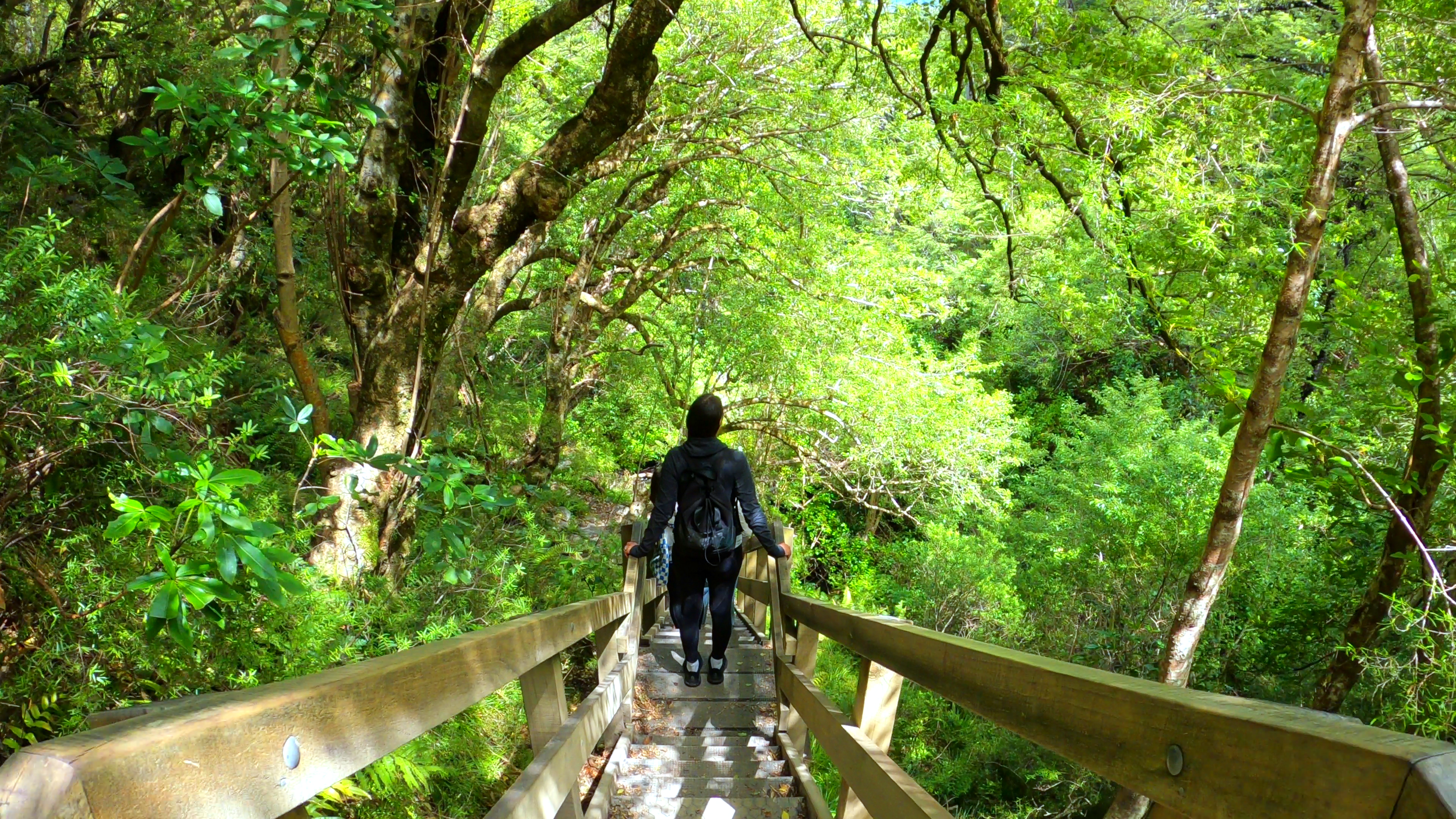 Steep stairs on the Dog Stream Waterfall Track