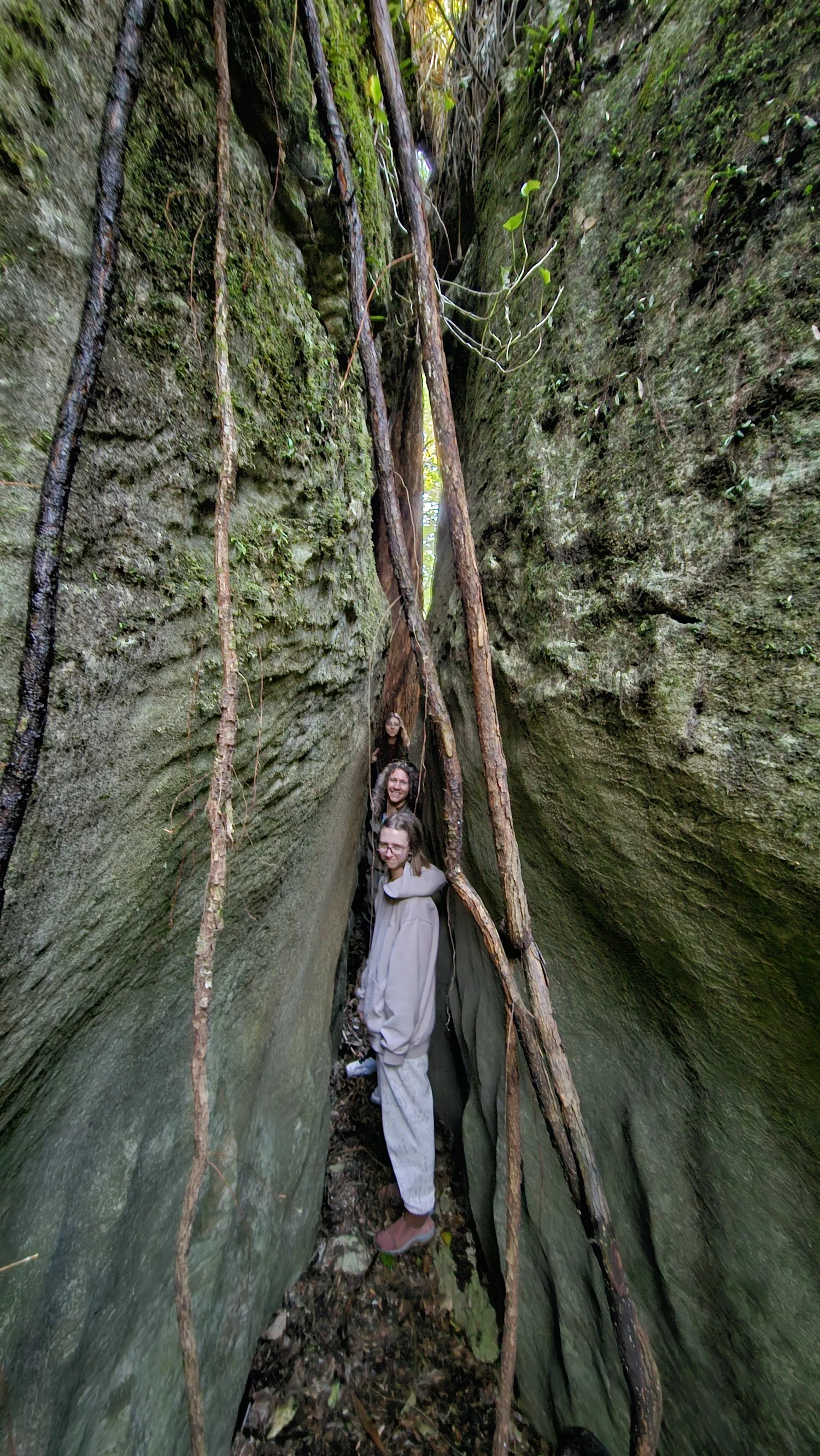 Tree roots growing over limestone at The Grove Scenic Reserve