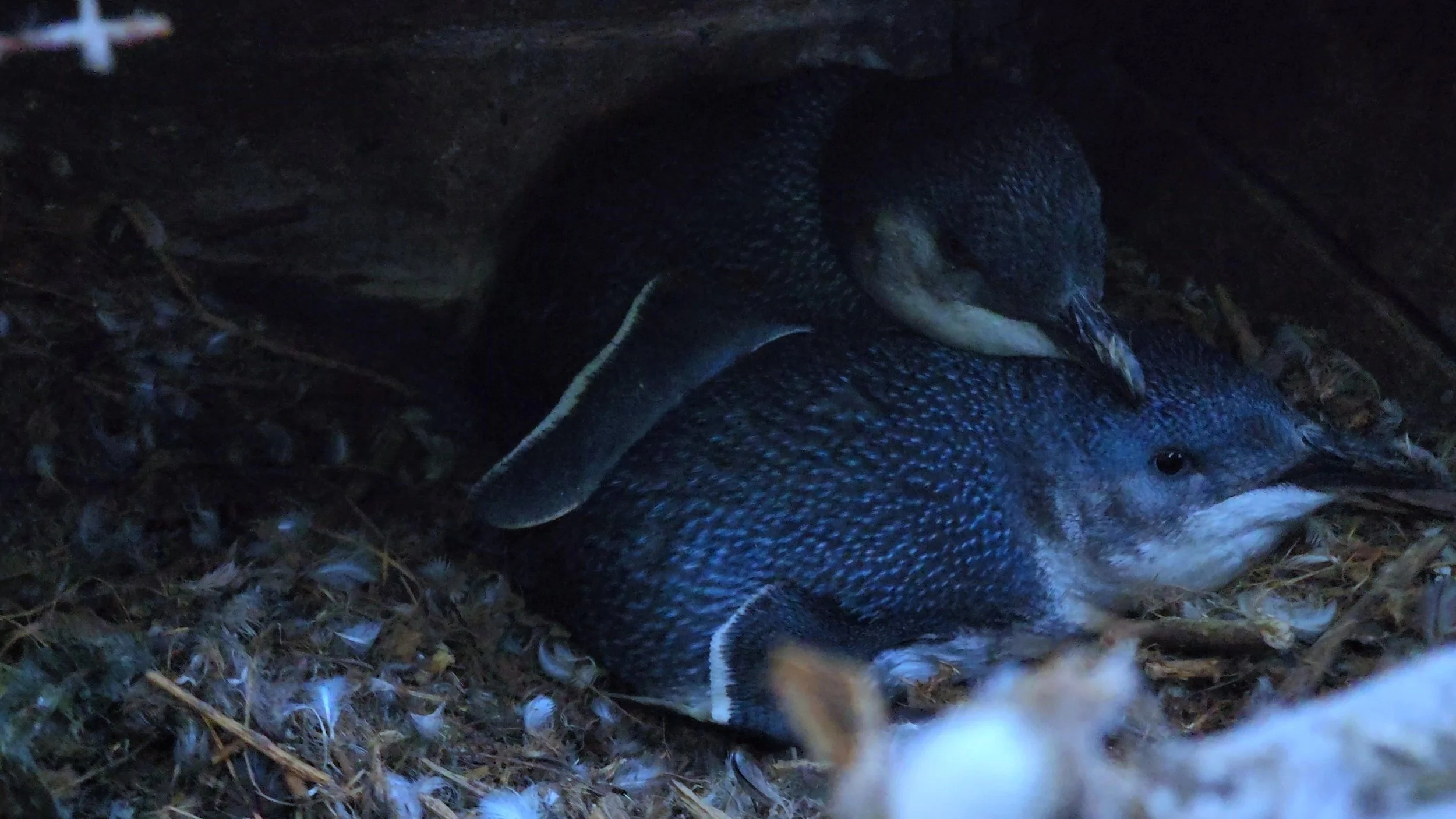 Two little penguins inside a nesting box on Motuara Island