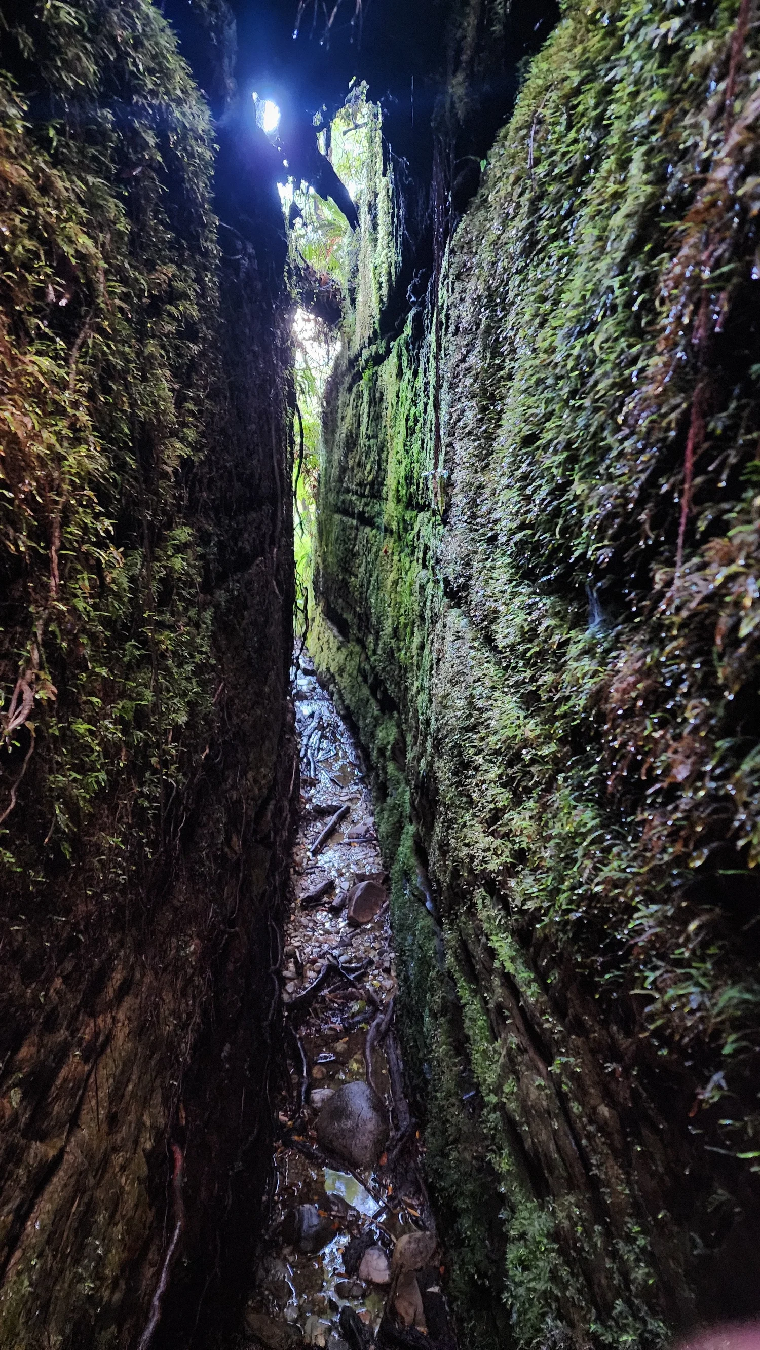 Deep narrow moss-covered rock channel on Blue Spur Bushwalk