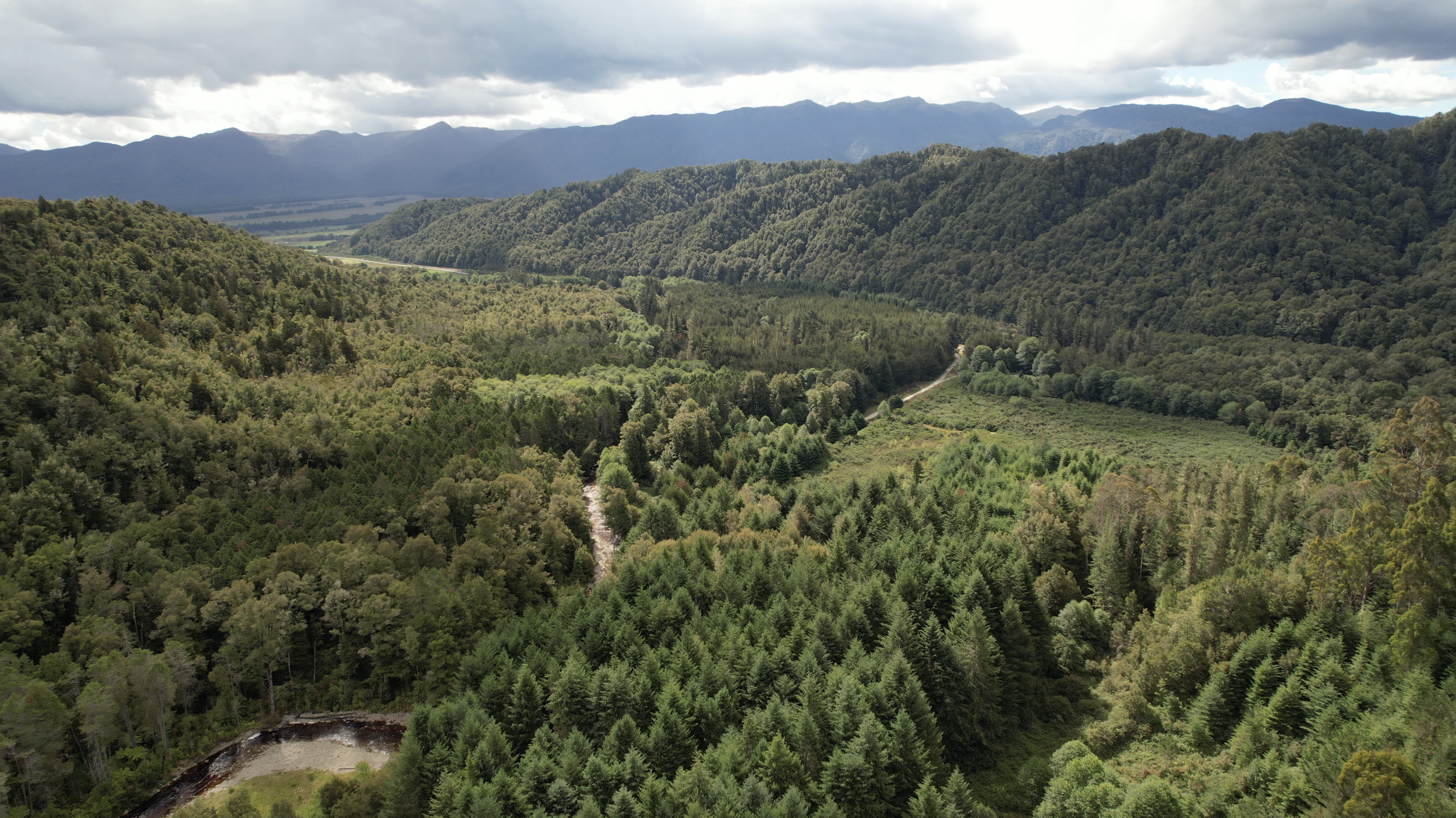 Forested landscape near Slab Hut Creek and Reefton