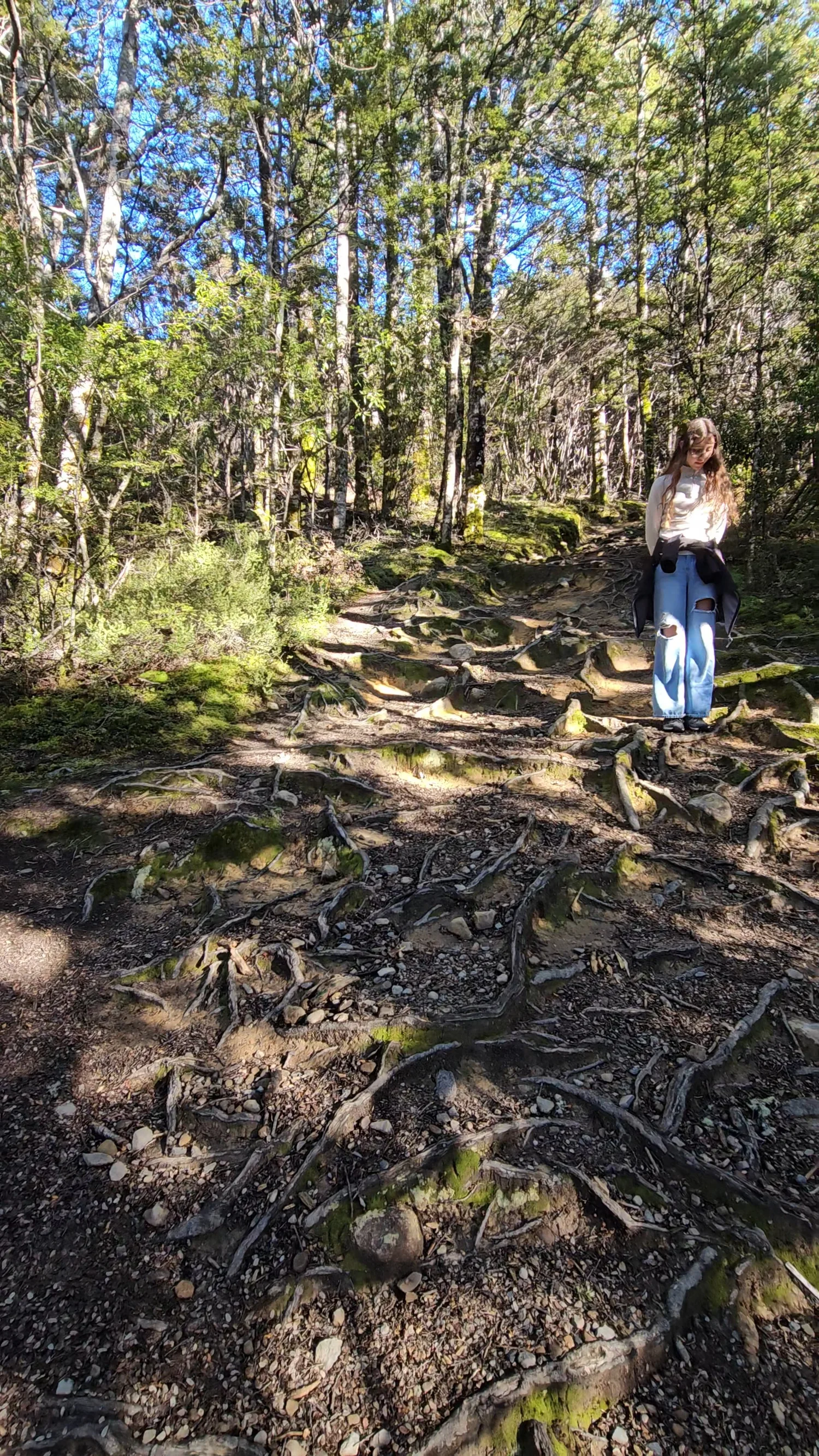 Tree roots crossing the Bealey Spur Track
