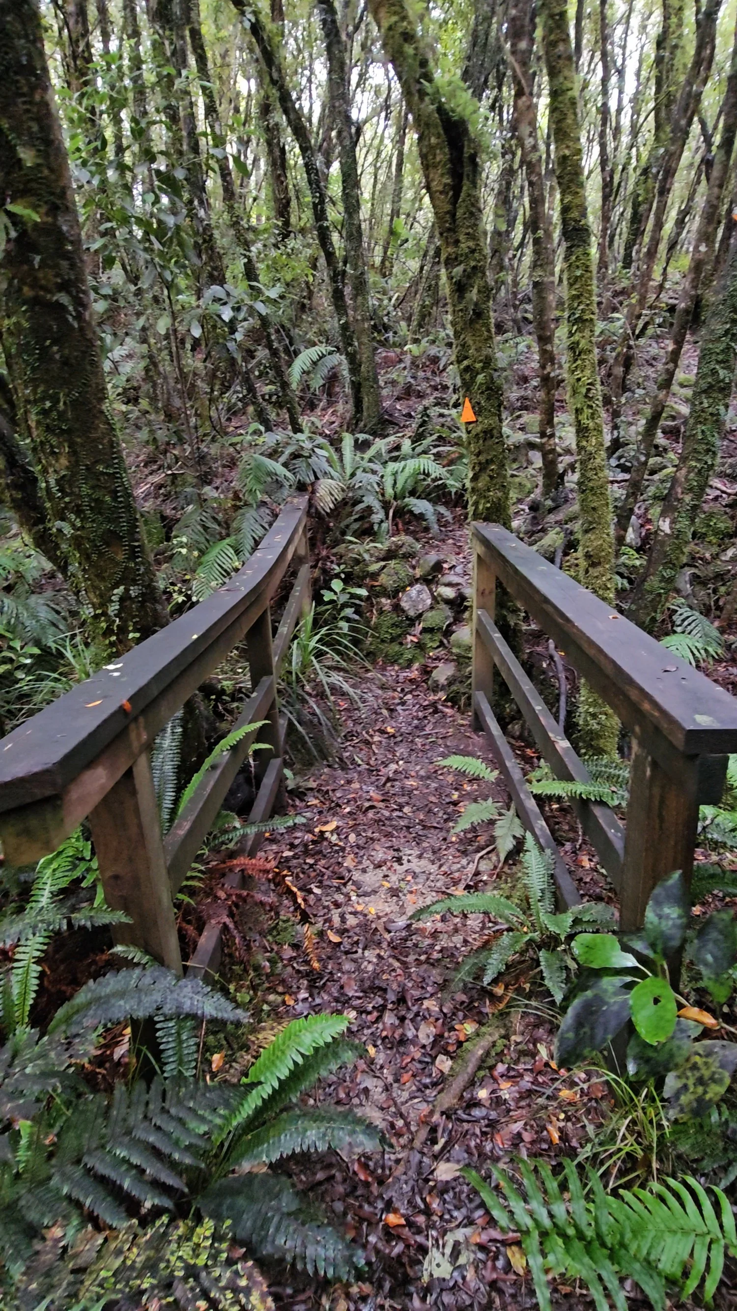 Small timber bridge and orange trail marker on Blue Spur Bushwalk