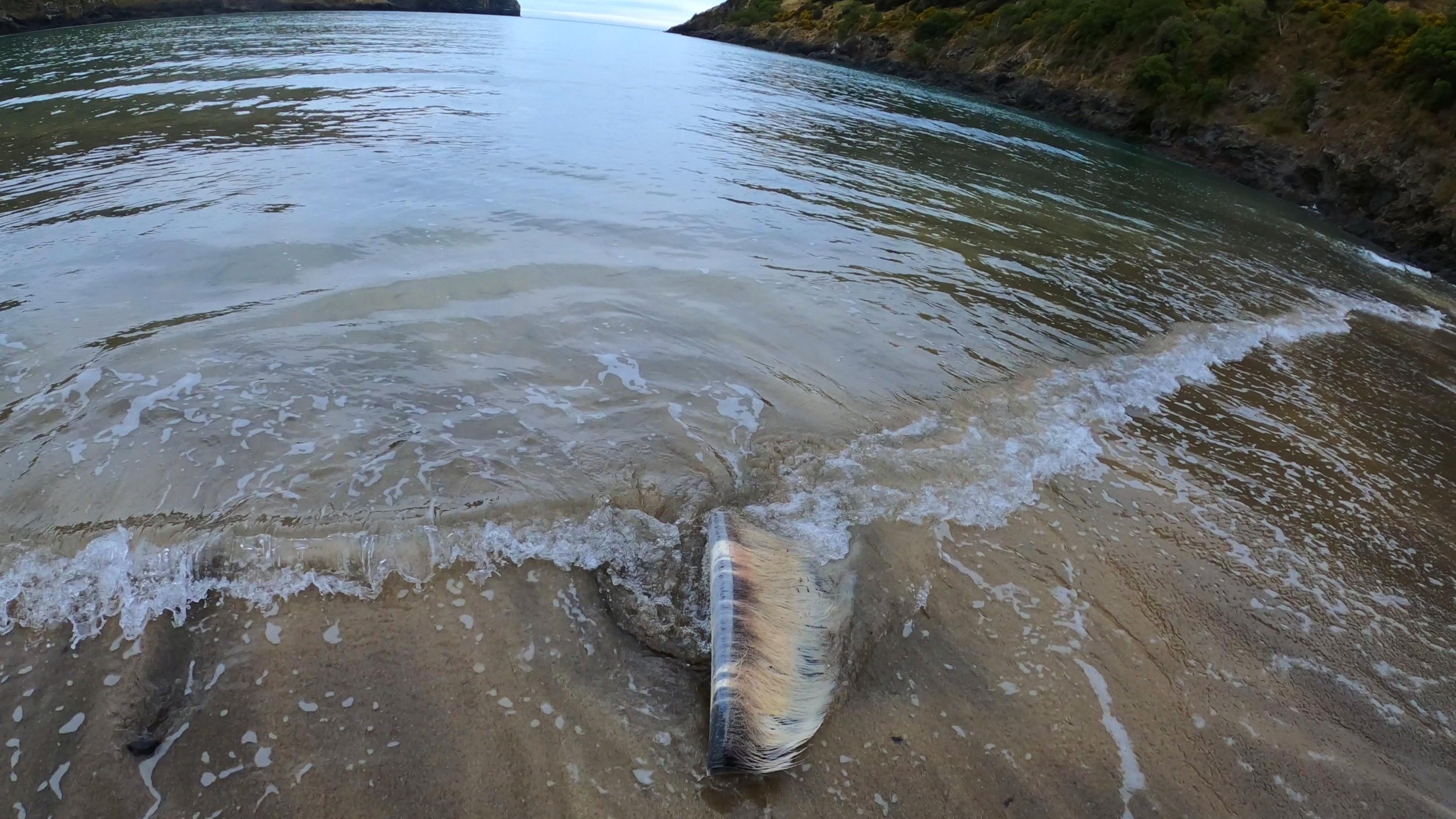 Piece of whale baleen found near the whale on the beach