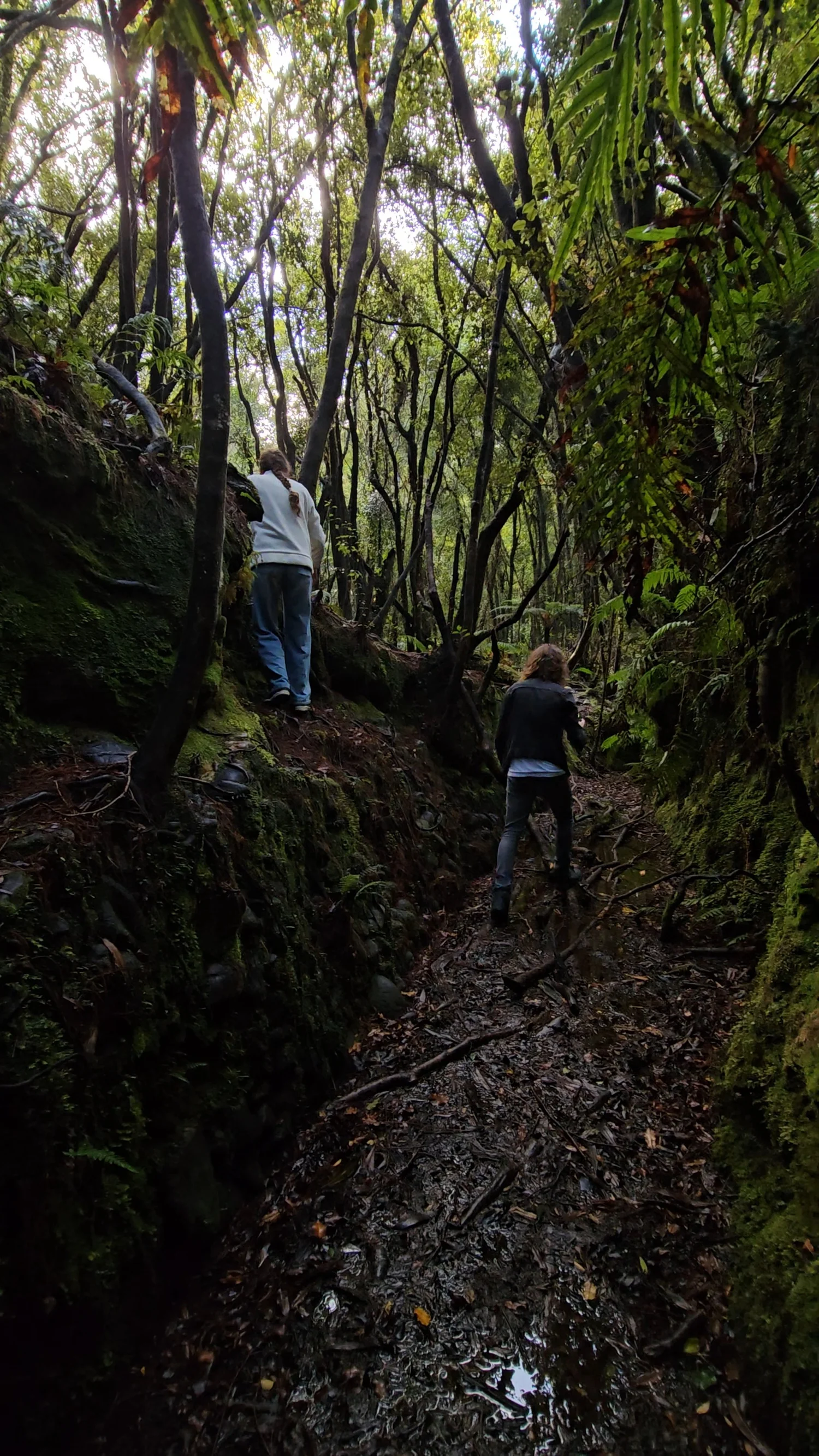 Family following the rugged forest track on Blue Spur Bushwalk