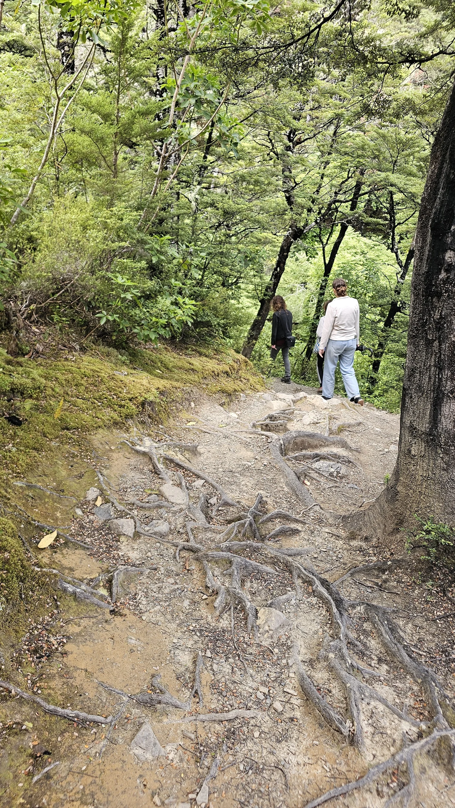 Walking uphill on the Dog Stream Waterfall Track