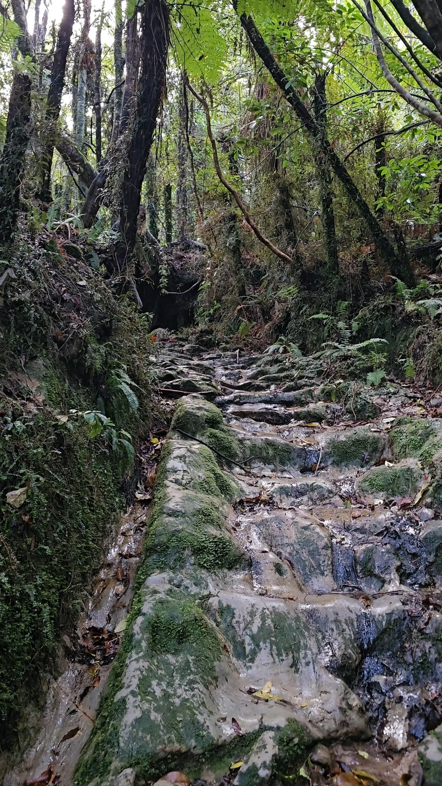 Wet rock steps climbing through the forest on Blue Spur Bushwalk