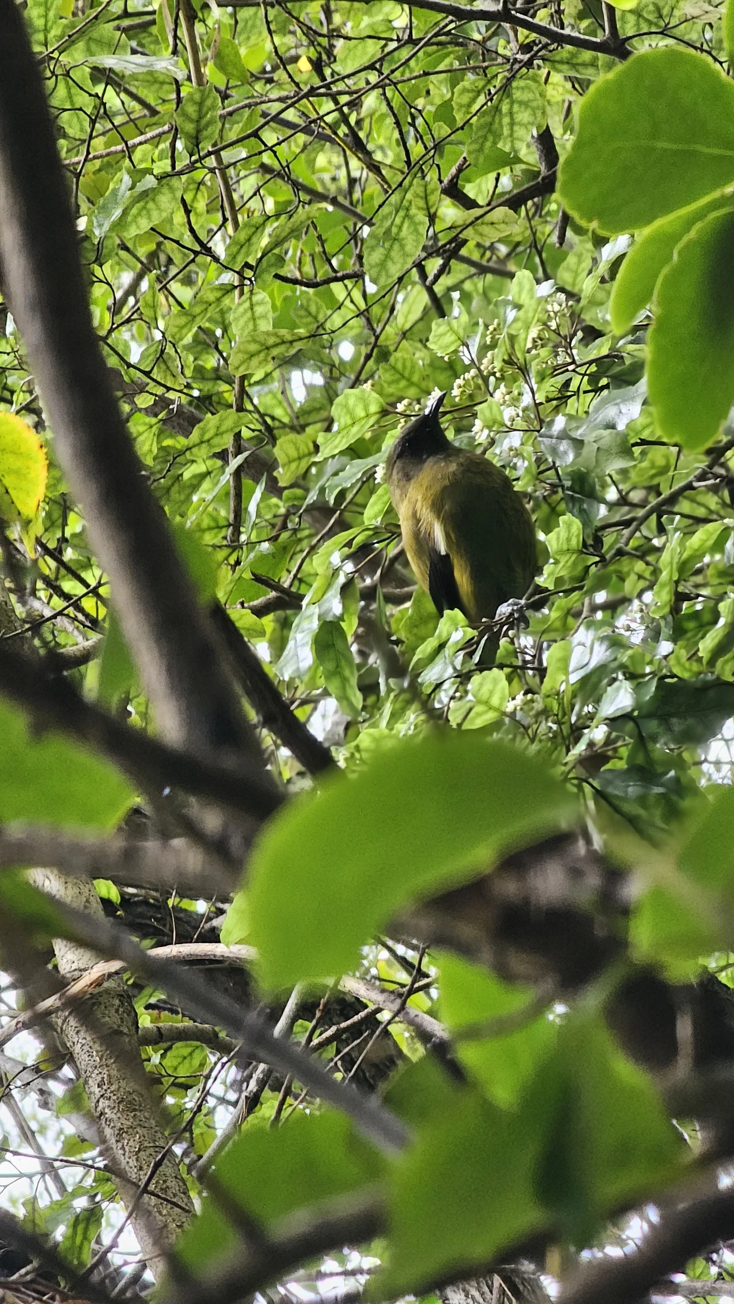 Korimako New Zealand bellbird along the Dog Stream track