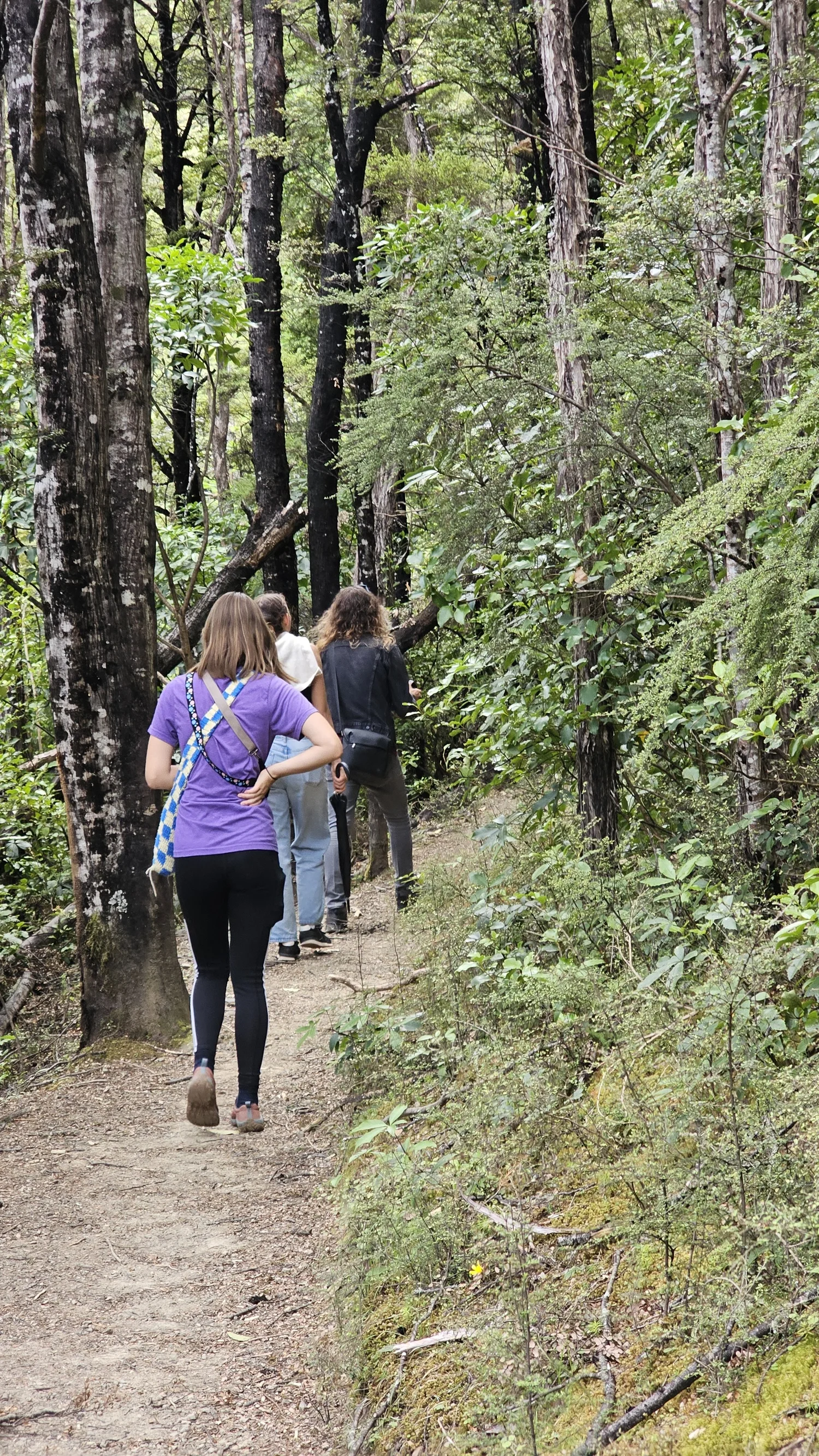 Walking the Waterfall Track through Hanmer Forest Park