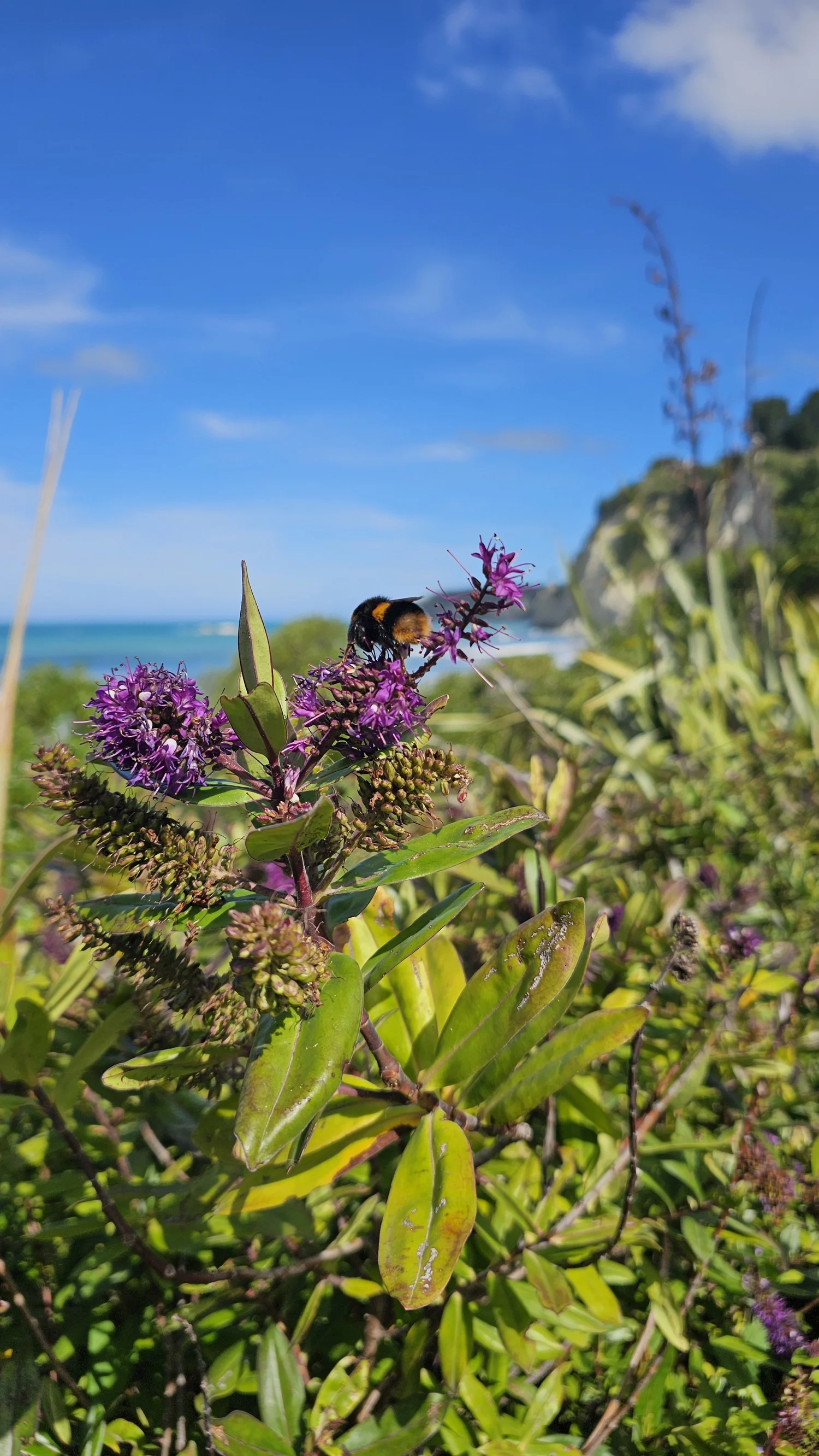 Large bee visiting flowers near Gore Bay beach