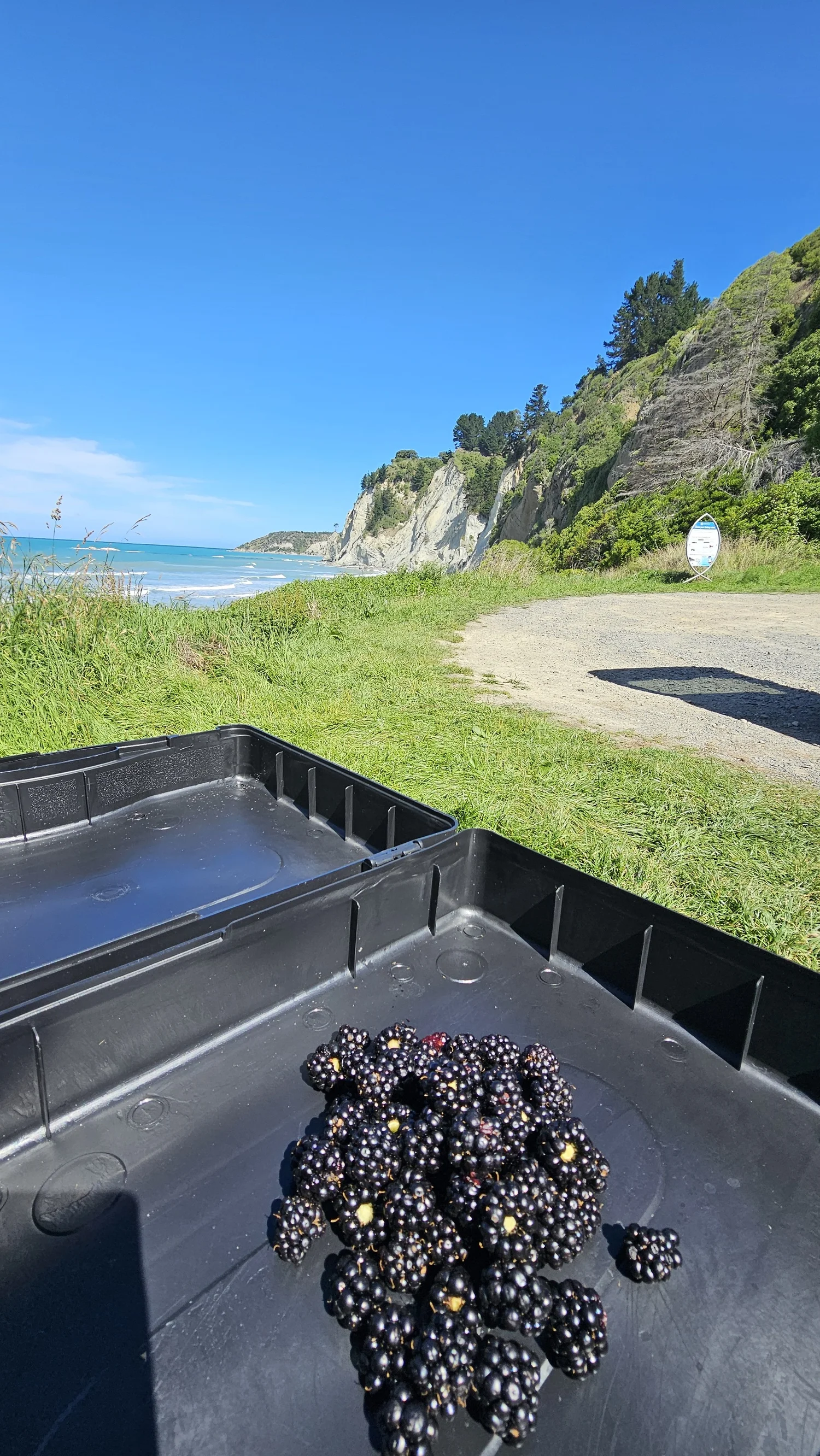 Blackberries with Gore Bay beach in the background