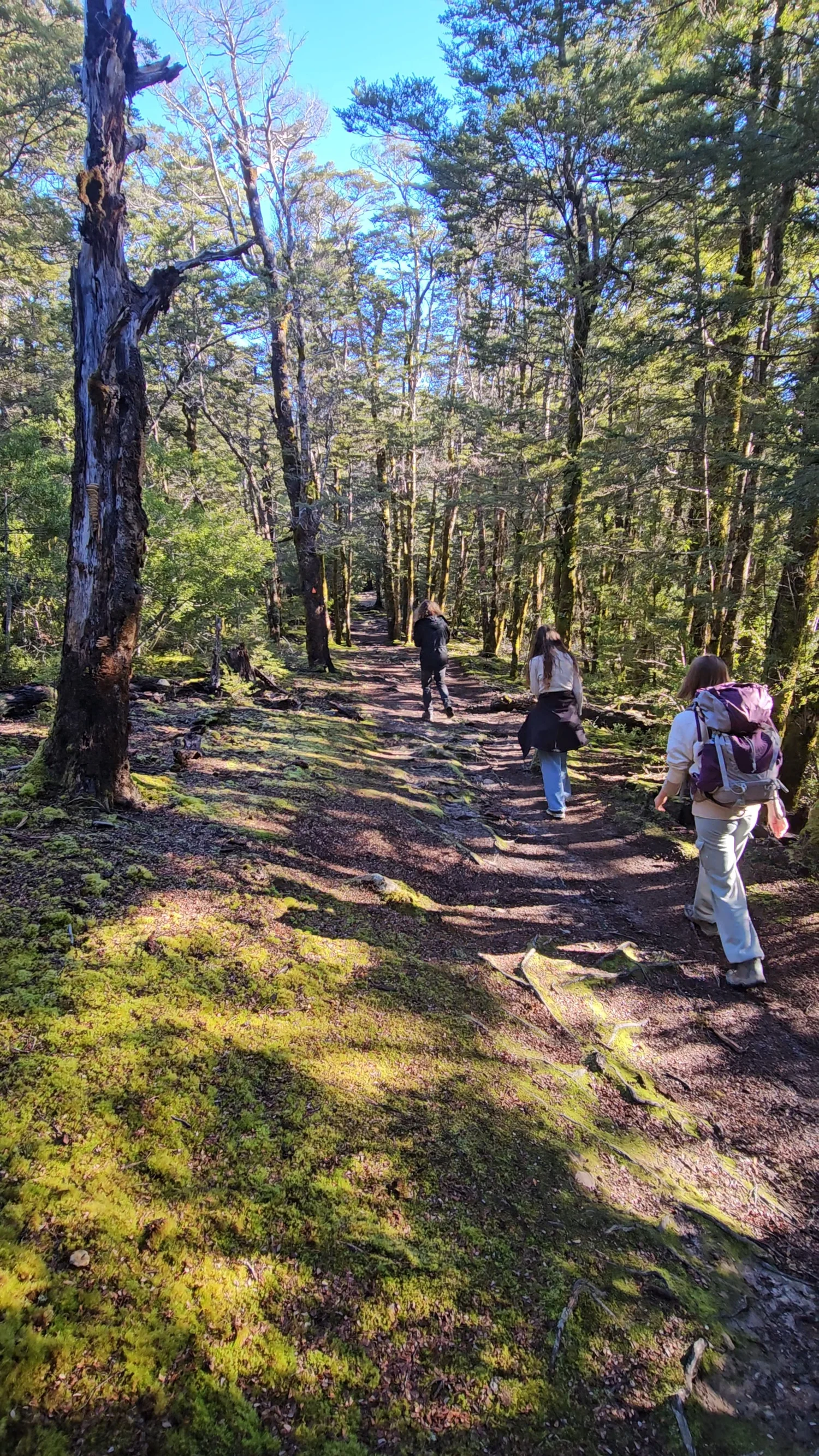 Our family walking through mountain beech forest on Bealey Spur Track