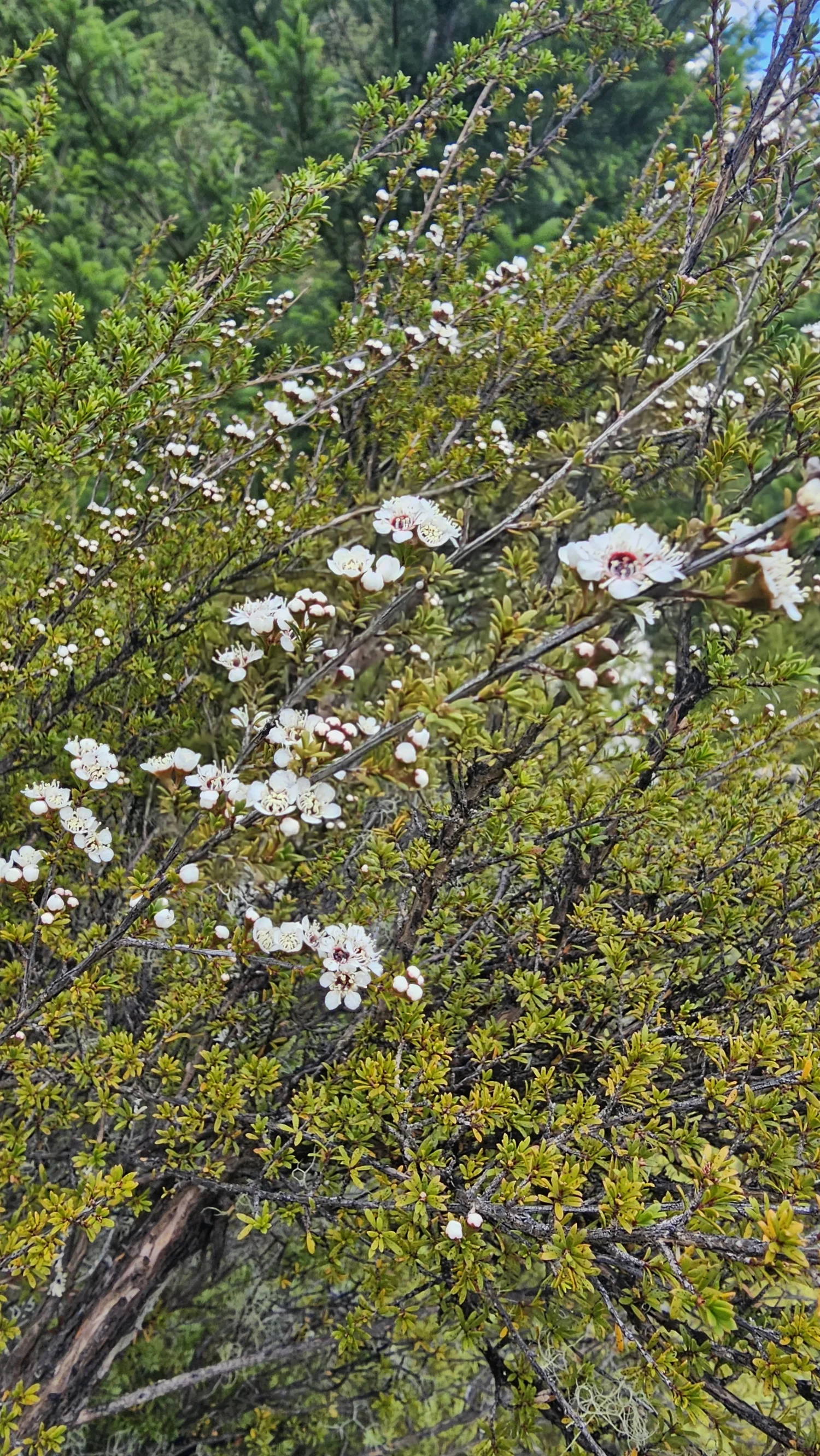 Flowering mānuka along the Dog Stream Waterfall Track