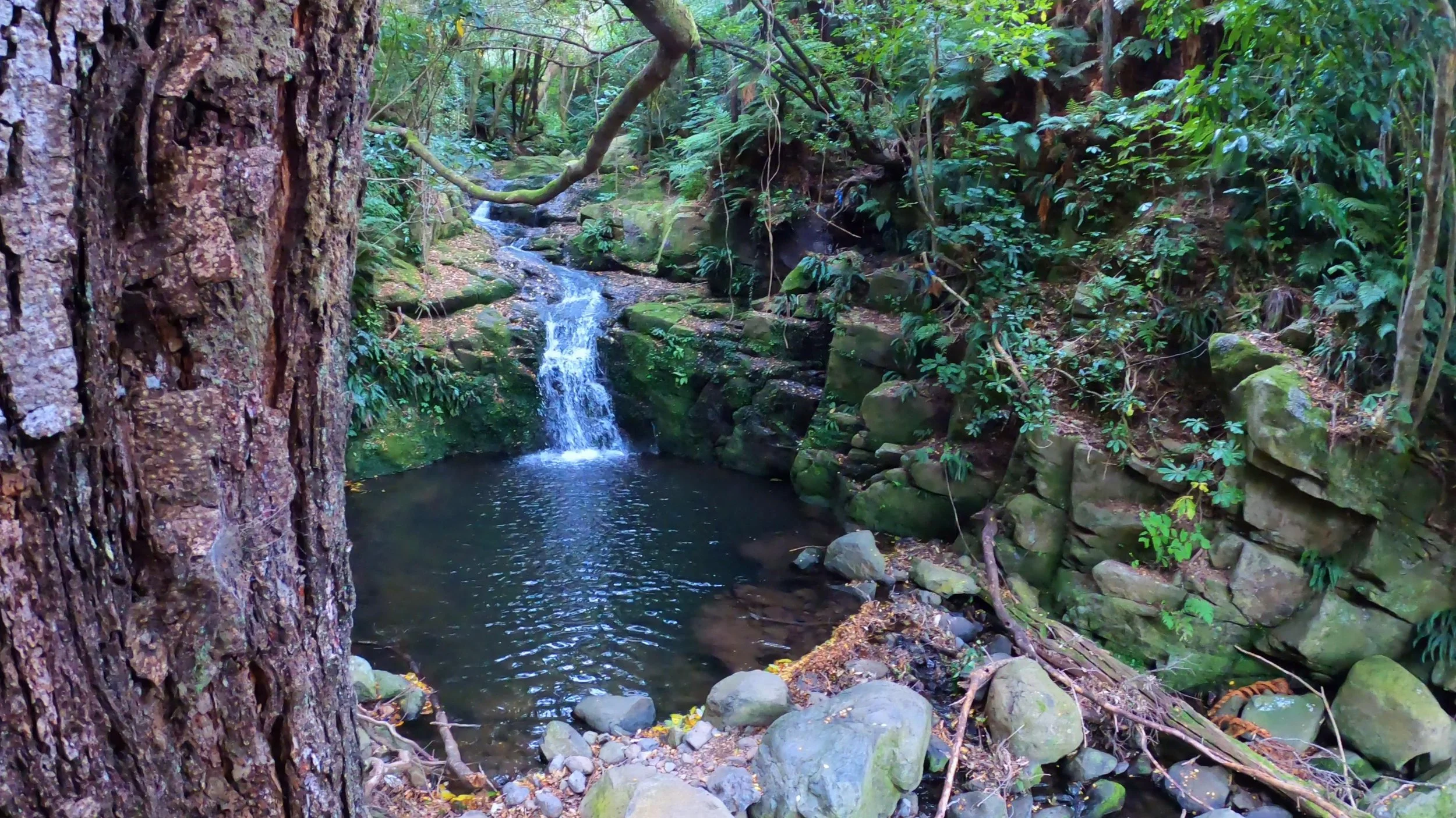 Waterfall in Hinewai Reserve