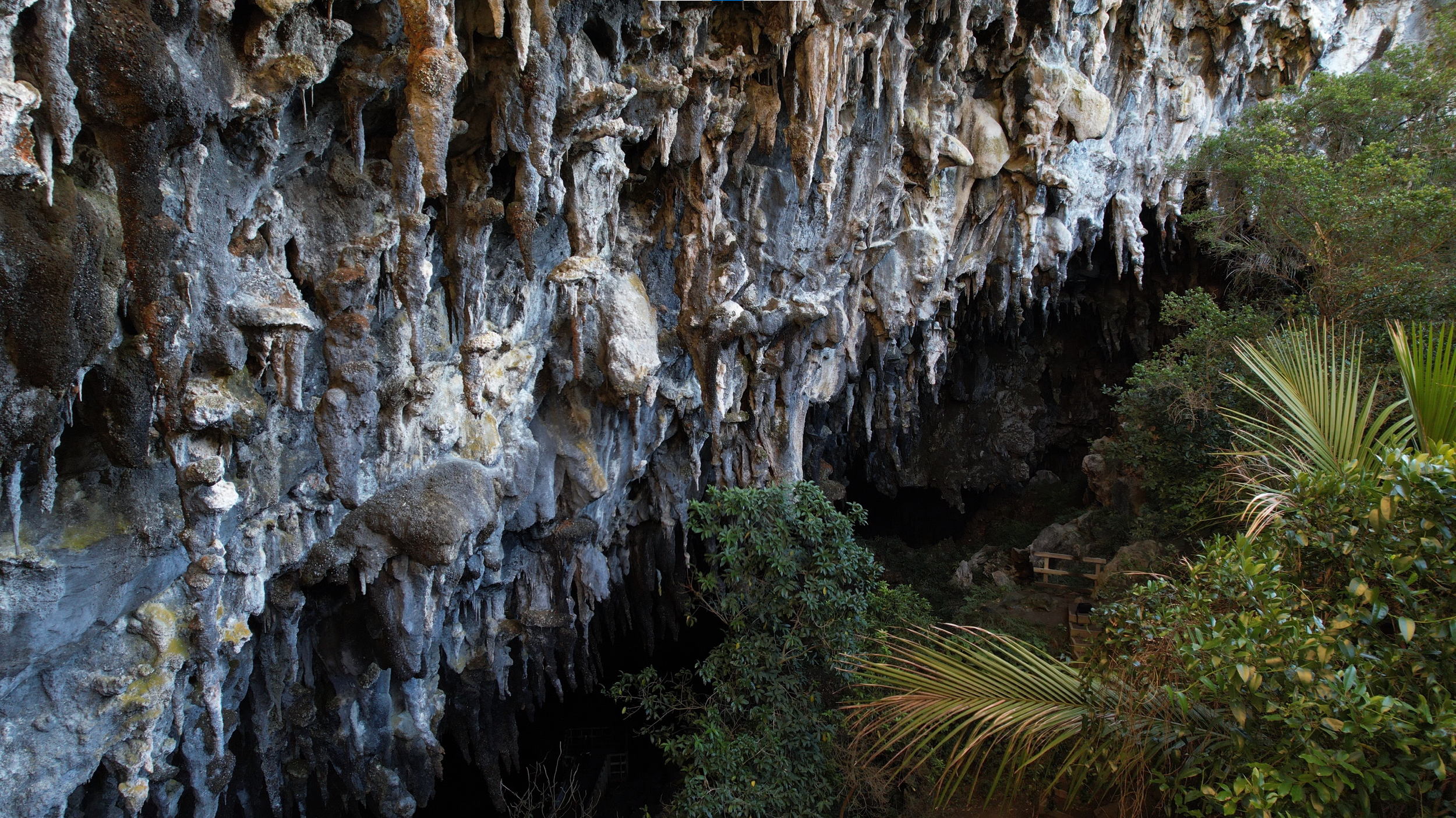 Large Rawhiti Cave entrance with unusual limestone formations and vegetation
