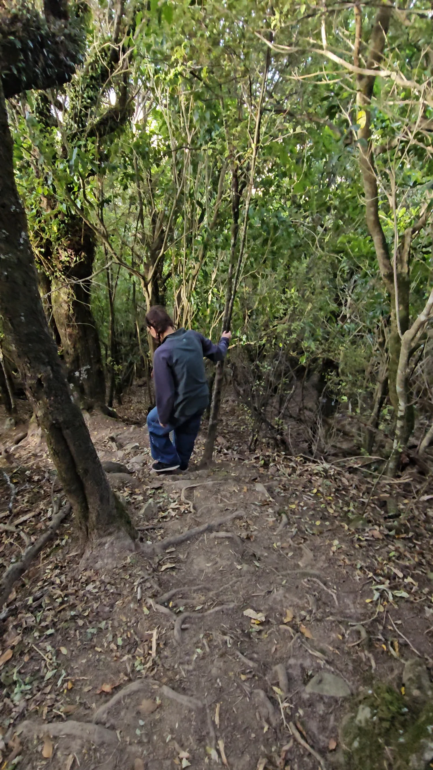 Descending Mt Nimrod Track