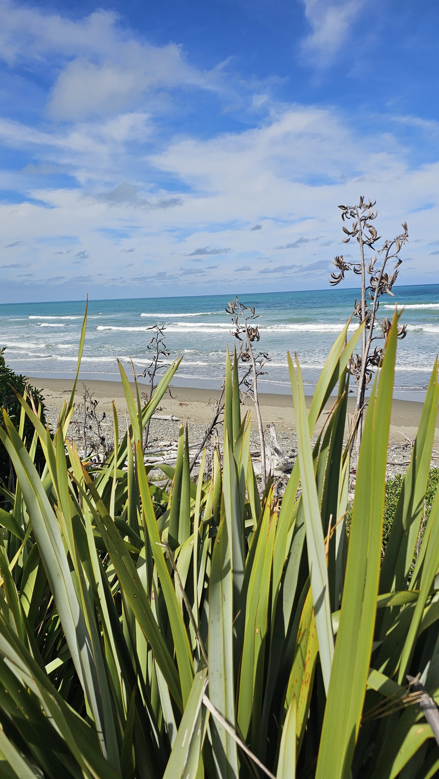 Coastal plants overlooking the ocean at Gore Bay