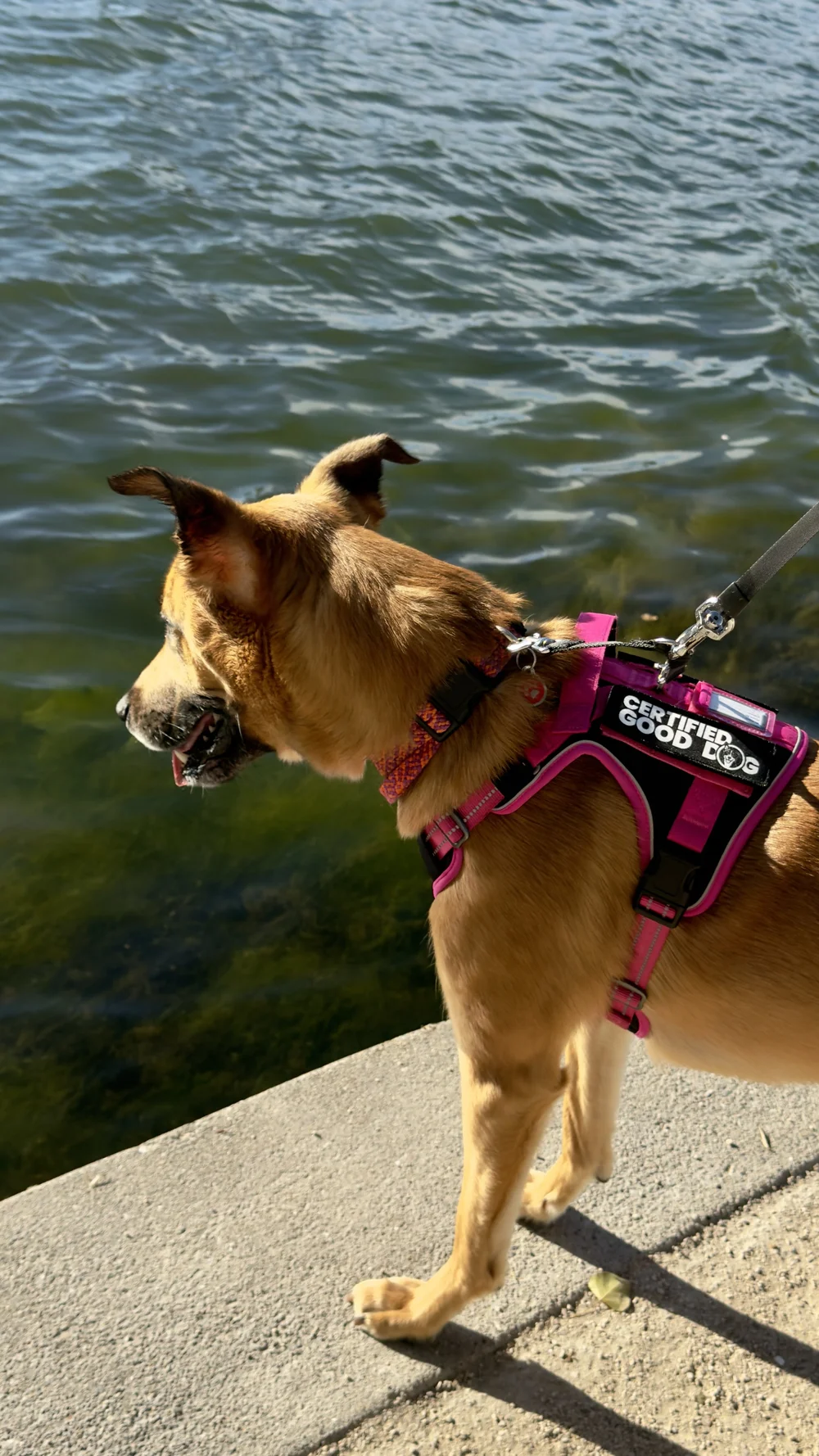 PupPossible harnesses