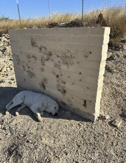 Wall intact in October with dog