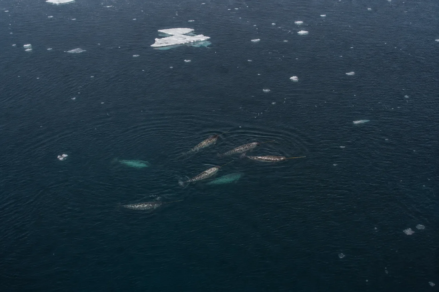 A small pod of narwhals surfaces in cold open water.